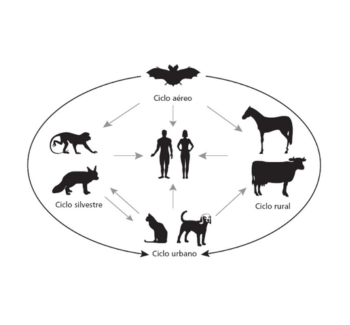Ciclo epidemiológico da raiva