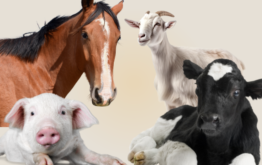 Foto de animais mamíferos rurais