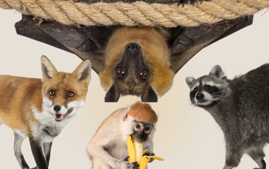 Foto de animais mamíferos silvestres