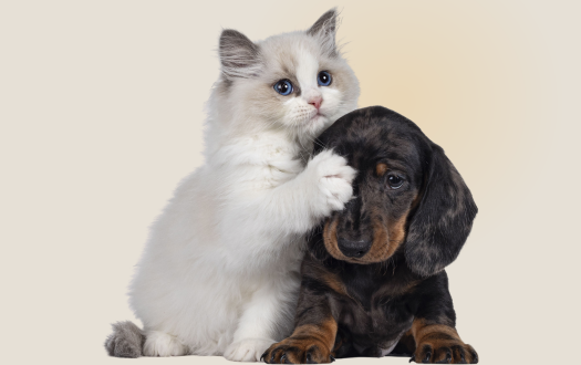 Foto de um cachorro e um gato